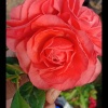 许桃林的一亩田店铺
