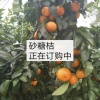 梁昌东的一亩田店铺