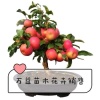 万益苗木花卉经营部的一亩田店铺