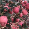 沂水正祥果蔬有限公司的一亩田店铺