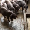 徐志的一亩田店铺