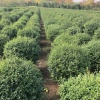 张卫园林绿化工程有限公司的一亩田店铺