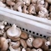 韩绍强的一亩田店铺