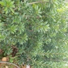金诚种植有限公司的一亩田店铺