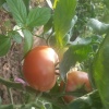 老陈蔬菜种植的一亩田店铺