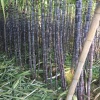 小何甘蔗农产品销售部的一亩田店铺