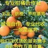 绿源脐橙柑橘代办供应链的一亩田店铺