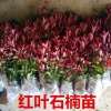 建忠桂花苗木的一亩田店铺