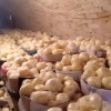 小宋诚信果业的一亩田店铺