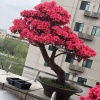 杨氏盆景的一亩田店铺
