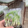 高州市中业植物种业有限公司的一亩田店铺