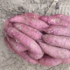 赵亚亚的一亩田店铺
