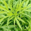 高小梅的一亩田店铺