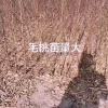 张争的一亩田店铺