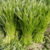 灵璧县娄庄镇汴河村芦蒿种植基地的一亩田店铺