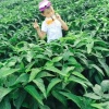 高翠英的一亩田店铺