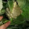 毛伍蔬菜种植地的一亩田店铺