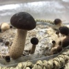 唐梦智的一亩田店铺