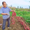 户县侯王薯业合作社的一亩田店铺