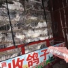 马颂杰的一亩田店铺