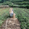 惠农鱼腥草种植合作社的一亩田店铺