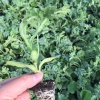 丰华西甜瓜种苗销售有限公司的一亩田店铺