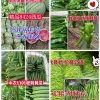 杨潘的一亩田店铺