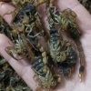 王业响的一亩田店铺