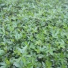重庆坤峰园林有限公司的一亩田店铺
