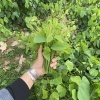 大新县鑫鹏蔬果种植合作社的一亩田店铺