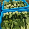 上海青浦区巨拓蔬菜种植基地的一亩田店铺