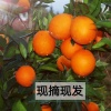 兴发果业的一亩田店铺
