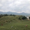 雅佳沁香茶业的一亩田店铺