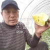 华之旺绿色瓜果蔬菜经营部的一亩田店铺
