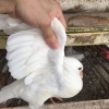 吴银凤的一亩田店铺