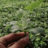 美都水果种植园的一亩田店铺