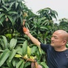 珠海果之郎商贸有限公司的一亩田店铺