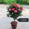 陈生的一亩田店铺