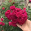 绿娜林花卉的一亩田店铺