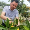 内丘富帅种植专业合作社的一亩田店铺