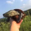 柳硕的一亩田店铺