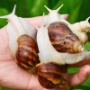 卜国光的一亩田店铺