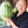 老王南方果品贸易商行的一亩田店铺