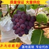 邯郸永年葡萄种植基地的一亩田店铺