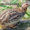 南阳阿东家庭农场的一亩田店铺