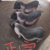 龙春桥的一亩田店铺
