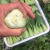 沈阳市苏家屯八一镇来胜村蔬菜种植合作社的一亩田店铺