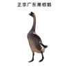 苏灿的一亩田店铺