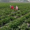 夏津兆坤廿薯种植农场：的一亩田店铺