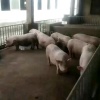 喜发养殖户的一亩田店铺